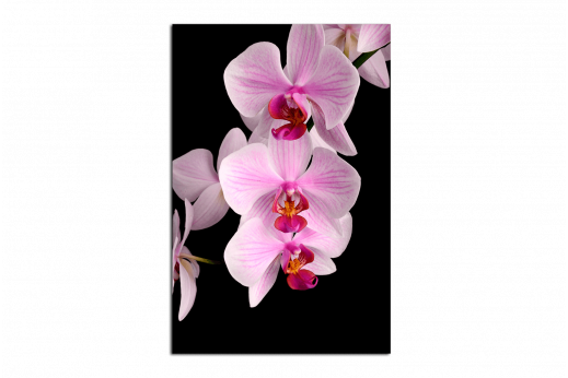 Картина Светло-фиолетовая орхидея на чёрном фоне