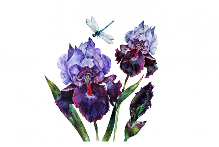 Картина Нежно фиолетовый ирис